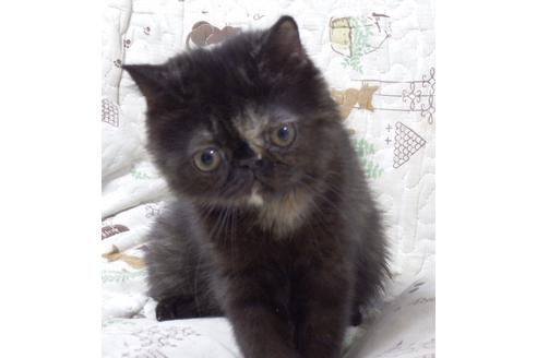 成約済の愛知県のエキゾチックショートヘア-3214の2枚目