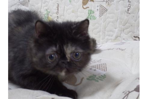 成約済の愛知県のエキゾチックショートヘア-3214の1枚目