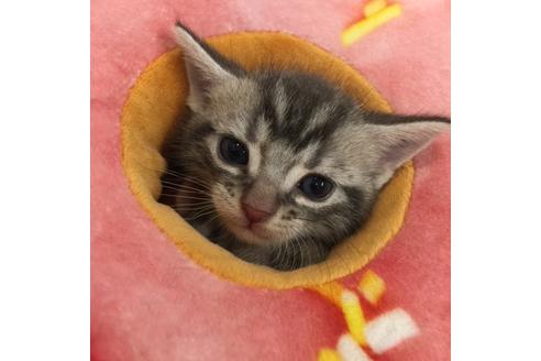 成約済の大阪府のアメリカンショートヘア-3316の2枚目