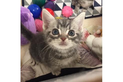 成約済の大阪府のアメリカンショートヘア-3316の1枚目