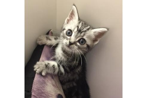 成約済の大阪府のアメリカンショートヘア-3317の2枚目