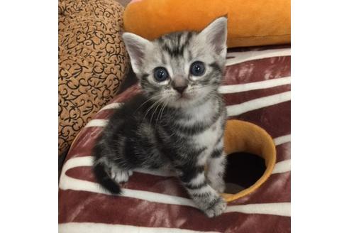 成約済の大阪府のアメリカンショートヘア-3317の1枚目