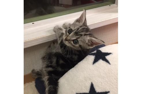 成約済の大阪府のアメリカンショートヘア-3318の2枚目