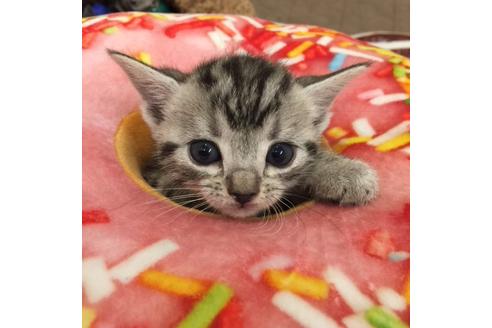 成約済の大阪府のアメリカンショートヘア-3318の1枚目