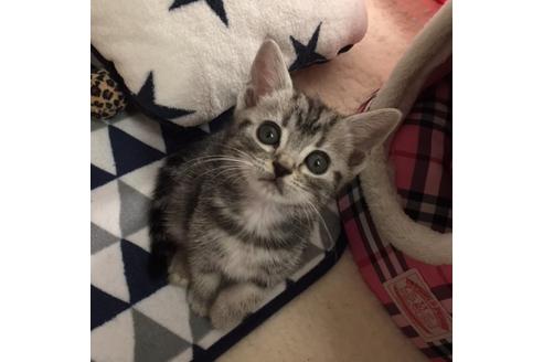 成約済の大阪府のアメリカンショートヘア-3319の2枚目