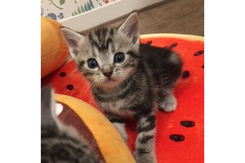 成約済の大阪府のアメリカンショートヘア-3319の1枚目