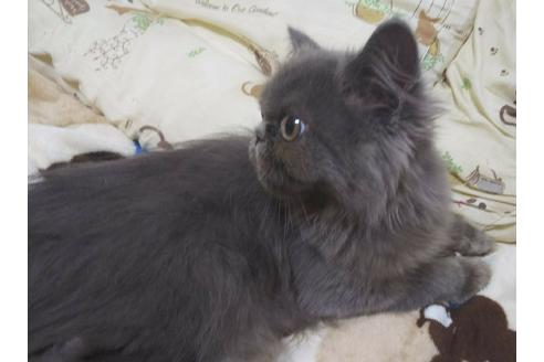 成約済の愛知県のエキゾチックロングヘア-3042の5枚目