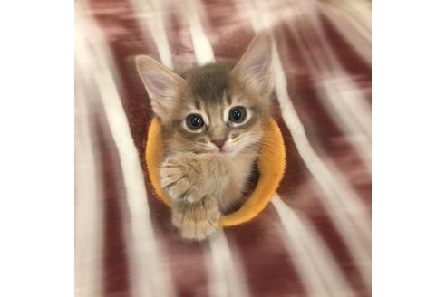 成約済の大阪府のソマリ-3386の4枚目