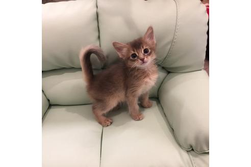 成約済の大阪府のソマリ-3386の3枚目