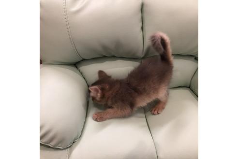 成約済の大阪府のソマリ-3386の2枚目