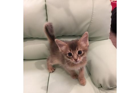 成約済の大阪府のソマリ-3386の1枚目