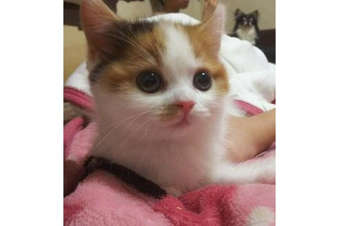 成約済の愛知県のスコティッシュフォールド-3392の5枚目