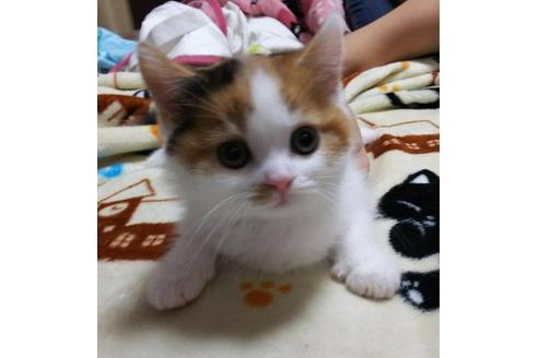 成約済の愛知県のスコティッシュフォールド-3392の4枚目