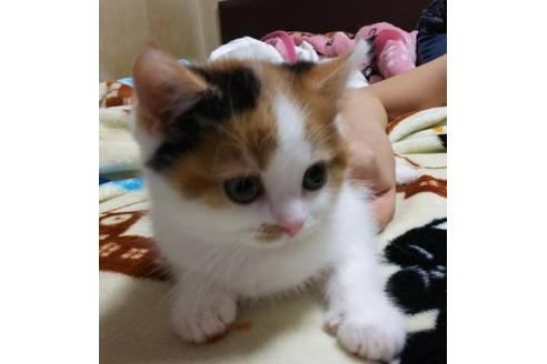 成約済の愛知県のスコティッシュフォールド-3392の3枚目