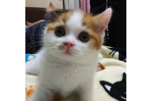 成約済の愛知県のスコティッシュフォールド-3392の2枚目