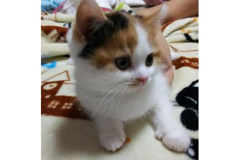 成約済の愛知県のスコティッシュフォールド-3392の1枚目