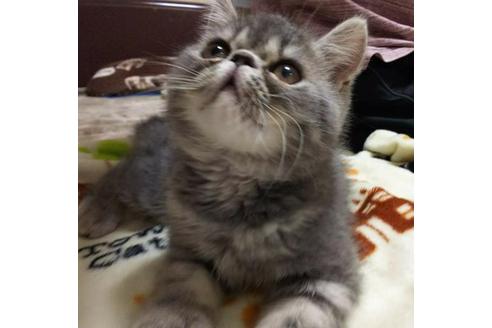 成約済の愛知県のエキゾチックショートヘア-3397の5枚目