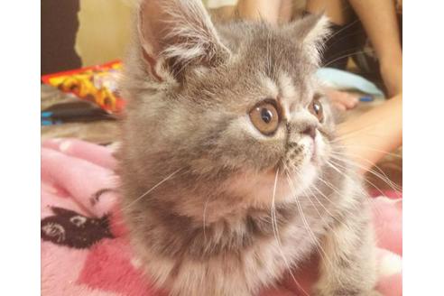 成約済の愛知県のエキゾチックショートヘア-3397の4枚目