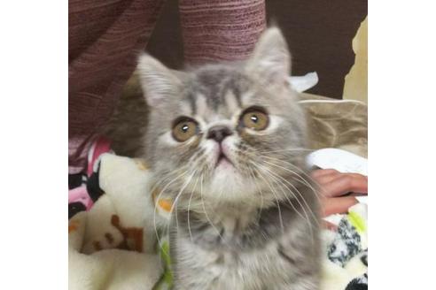 成約済の愛知県のエキゾチックショートヘア-3397の3枚目