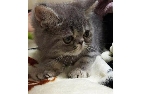 成約済の愛知県のエキゾチックショートヘア-3397の2枚目