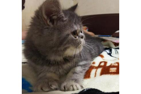 成約済の愛知県のエキゾチックショートヘア-3397の1枚目