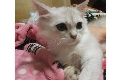 成約済の愛知県のペルシャ(チンチラ)-3398の5枚目