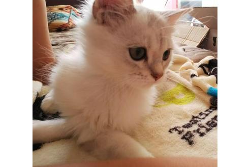 成約済の愛知県のペルシャ(チンチラ)-3398の4枚目