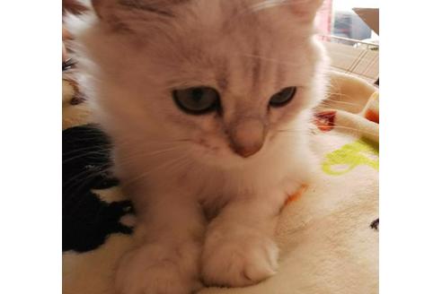 成約済の愛知県のペルシャ(チンチラ)-3398の3枚目