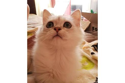成約済の愛知県のペルシャ(チンチラ)-3398の2枚目