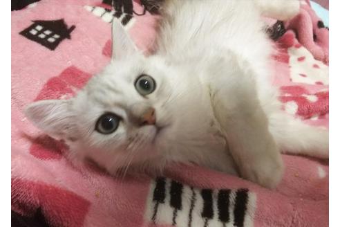 成約済の愛知県のペルシャ(チンチラ)-3398の1枚目
