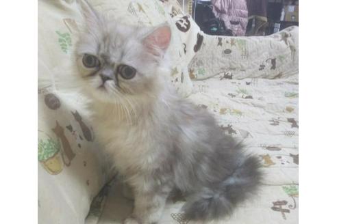 成約済の愛知県のペルシャ(チンチラ)-3399の5枚目
