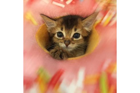 成約済の大阪府のソマリ-3415の3枚目