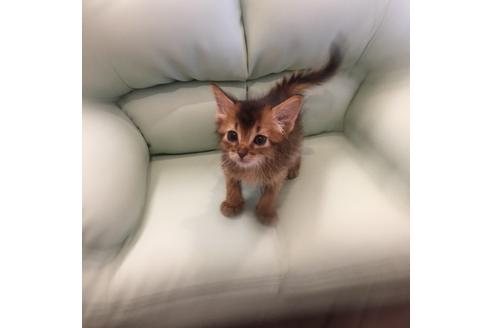 成約済の大阪府のソマリ-3415の2枚目