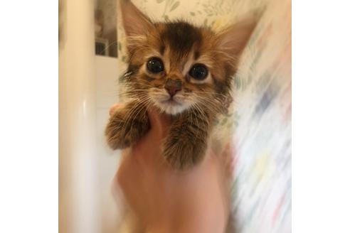 成約済の大阪府のソマリ-3415の1枚目