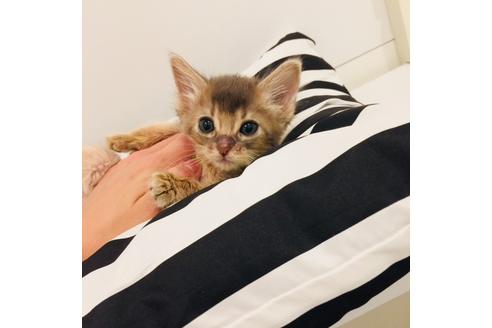 成約済の大阪府のソマリ-3416の3枚目