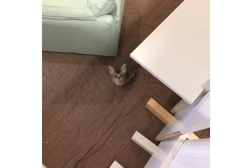 成約済の大阪府のソマリ-3416の2枚目