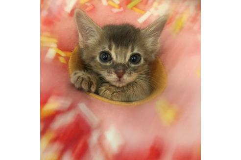 成約済の大阪府のソマリ-3416の1枚目