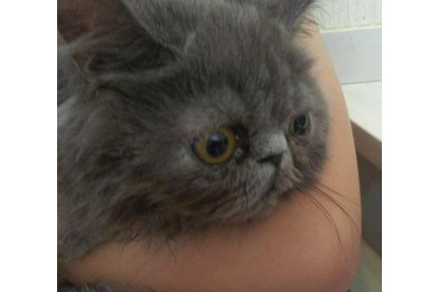 成約済の愛知県のエキゾチックショートヘア-3216の5枚目