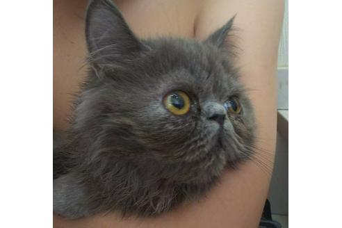 成約済の愛知県のエキゾチックショートヘア-3216の4枚目