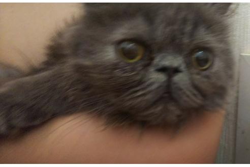 成約済の愛知県のエキゾチックショートヘア-3216の3枚目