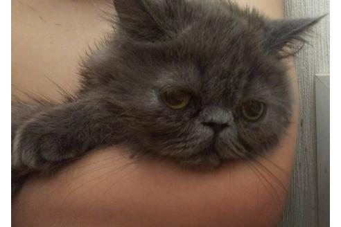 成約済の愛知県のエキゾチックショートヘア-3216の2枚目