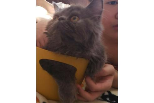 成約済の愛知県のエキゾチックショートヘア-3216の1枚目