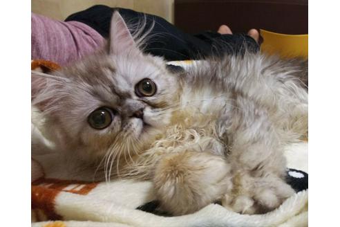 成約済の愛知県のペルシャ(チンチラ)-3399の3枚目