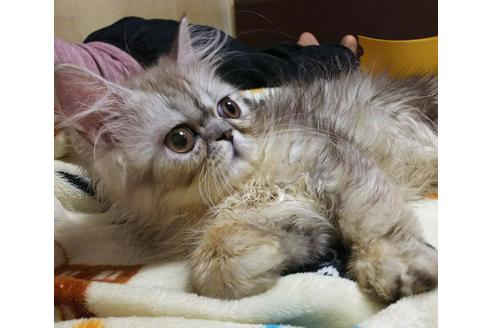 成約済の愛知県のペルシャ(チンチラ)-3399の2枚目