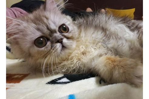 成約済の愛知県のペルシャ(チンチラ)-3399の1枚目