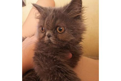 成約済の愛知県のエキゾチックロングヘア-3042の4枚目