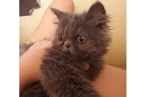 成約済の愛知県のエキゾチックロングヘア-3042の3枚目