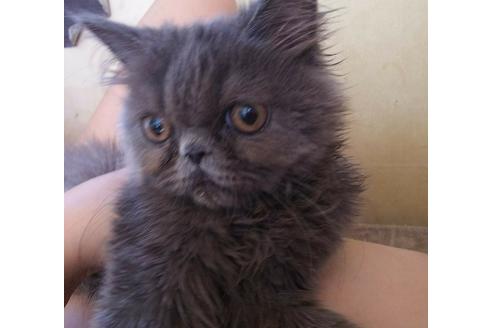 成約済の愛知県のエキゾチックロングヘア-3042の2枚目