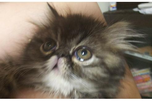 成約済の愛知県のエキゾチックショートヘア-3408の5枚目