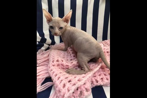 大阪府のアポストロ 男の子 17 12 08生まれ ホワイト レッド 子猫id 3440 子猫ブリーダーナビ